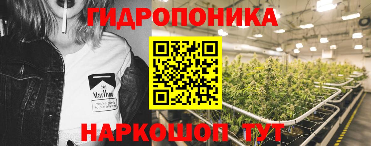 Каннабис White Widow  Конопля план  Назрань  Вход с VPN  Бошки марихуана OG Kush  Конопля план 